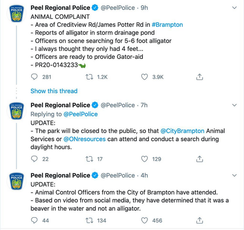 (A police report - someone reported an alligator in a pond in Brampton Ontario. Upon investigation it was determined to be a beaver)