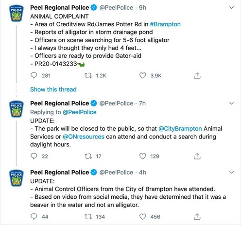 A series of Tweets from Peel Police on reprots of an alligator in a pond that turns out to be a beaver.
