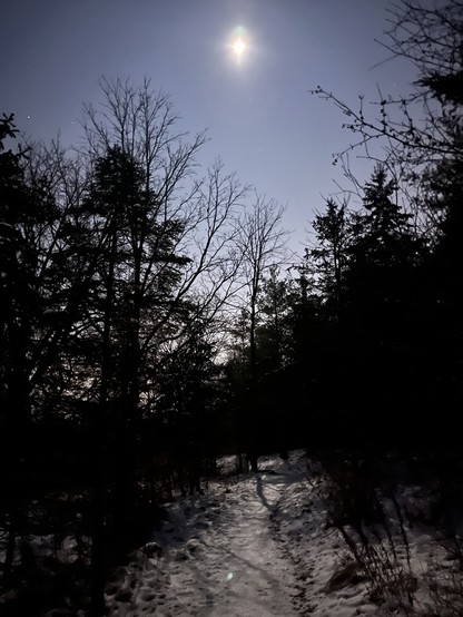 A beautiful picture of a dark forest, with a hint of light from a moon, shadow, and the moon in the sky