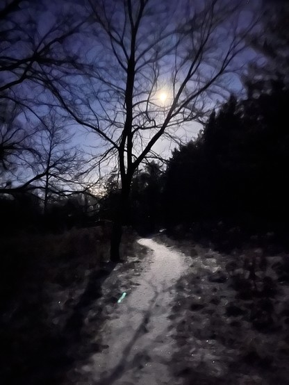 A beautiful picture of a moon, rising with a forest view in the snow